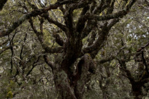 Mt burn track tree